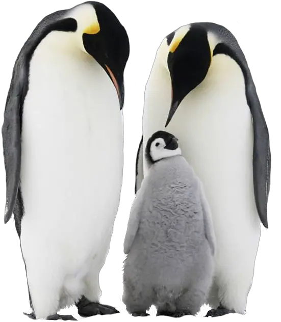 Penguin Png Images Free Download Penguin Antarctica Penguin Transparent
