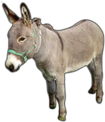 Donkey Png High Quality Image Donkey Png Donkey Png