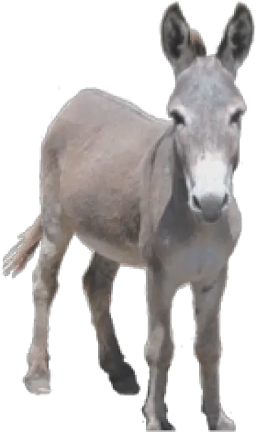 Donkey Png Image Donkey Png Donkey Png