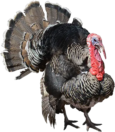 Turkeys Turkey Png Turkey Transparent