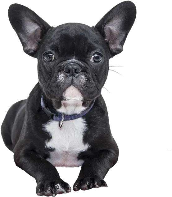 Bulldog Puppy No Background Image Transparent French Bulldog Transparent Background Png Cute Dog Png