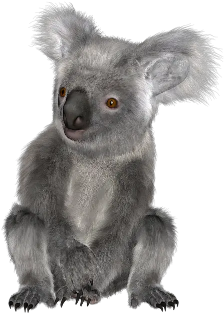 Sitting Koala Bear Png Transparent Koala Png Koala Transparent