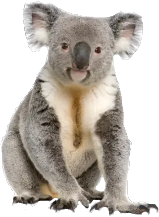 Cute Koala Animal Png Transparent Image Koala Png Koala Transparent