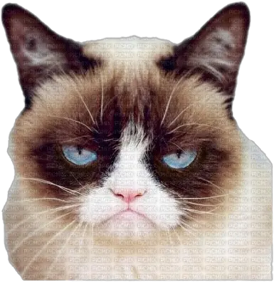 Grumpy Cat Face Png Pic Ron Swanson Grumpy Cat Grumpy Png