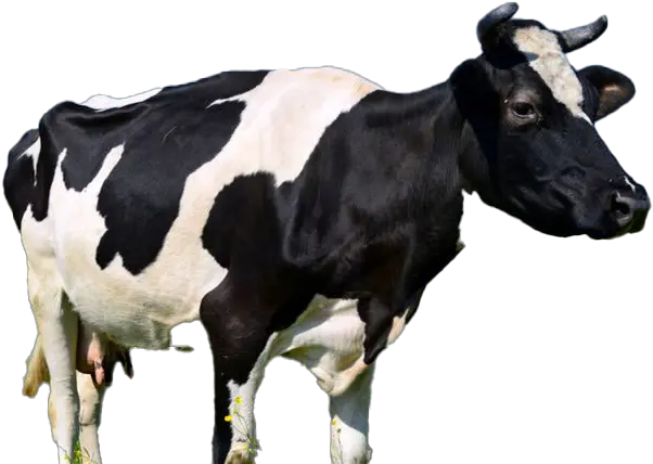 Cow Png Free Image All Happy Cow Cow Png