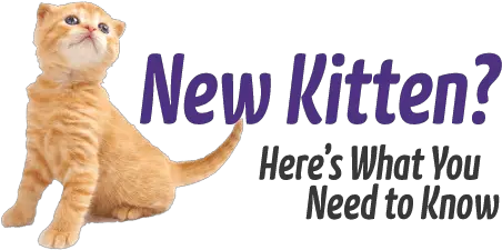 You Got A New Kitten Now What Things You Need When You Get A Kitten Png Kittens Png