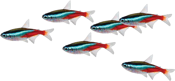 Tetras Care Sheet School Of Fish Transparent Background Png Tropical Fish Png