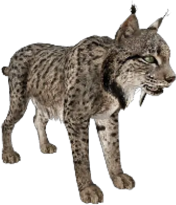 Png Lynx Iberian Lynx Transparent Background Bobcat Png