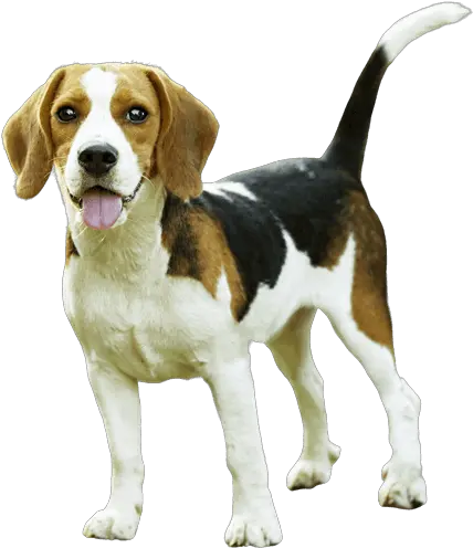 Remove Background From Image Remove Background Dog Png Png Pic