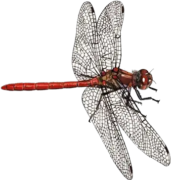 Dragonfly Png Transparent Background Papiliorama Dragon Fly Png