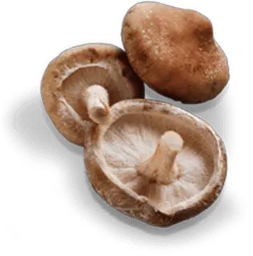 Mushroom Shiitake Transparent Png Shiitake Mushroom Transparent Background Mushroom Png