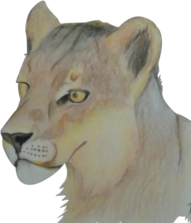 Download Lioness Png Image With No Lion Lioness Png