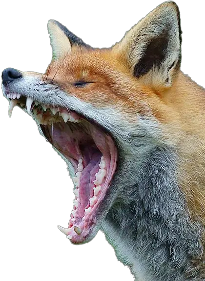 Fox Transparent Png Sound Does A Fox Make Transparent Pictures