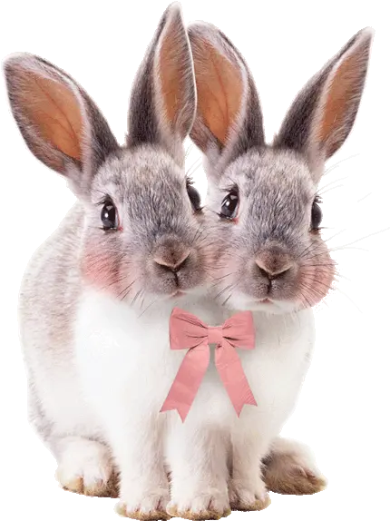 Transparent Rabbit Picture Transparent Background Rabbit Png Rabbit Transparent