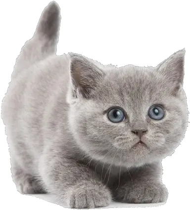 Free Png Cat Konfest Short Hair Png