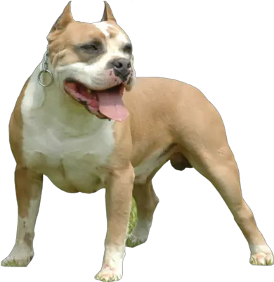 Pitbull Pitbull Dog Png Hd Pitbull Png