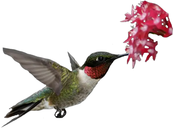Transparent Flowers Rubythroated Hummingbird Archilochus Ruby Throated Hummingbird Transparent Png Hummingbird Transparent