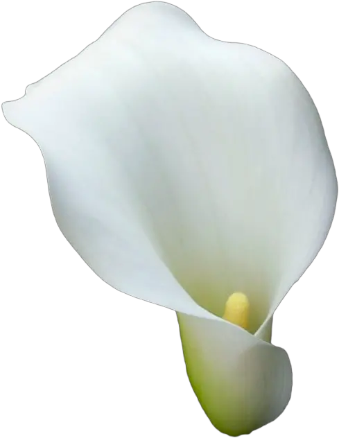 Calla Lilies Png Transparent Images Free Download Transparent Bg Calla Lilies Lily Transparent Background