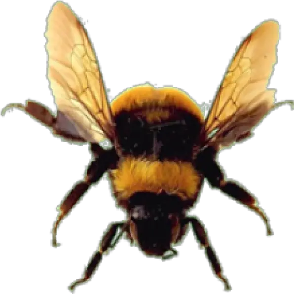 Bee Png Download Free Images Bumblebee Bee No Background Honey Bee Png