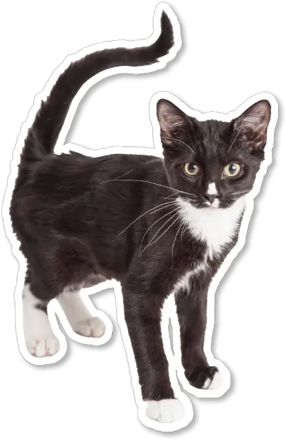 Kitten Season Domestic Cat Png Cat Toy Icon