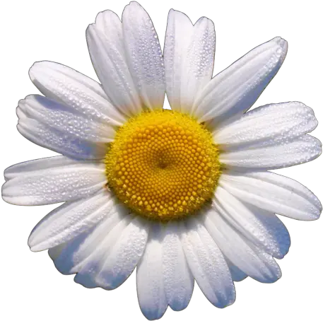 Okdfkg Things I Love Daisy Flowers White Flower Png Translucent Daisy Flowers Png Tumblr png