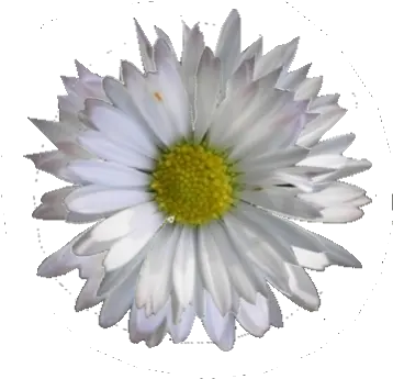 Free Transparent Daisy Cliparts Download Clip Art Oscar Pick On Cinema Png Transparent Daisy