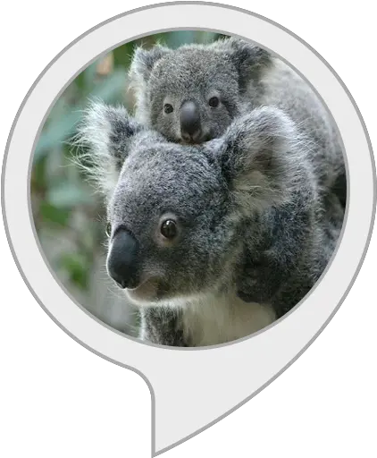 Koala Facts Body Soul And Spirit Png Koala Transparent