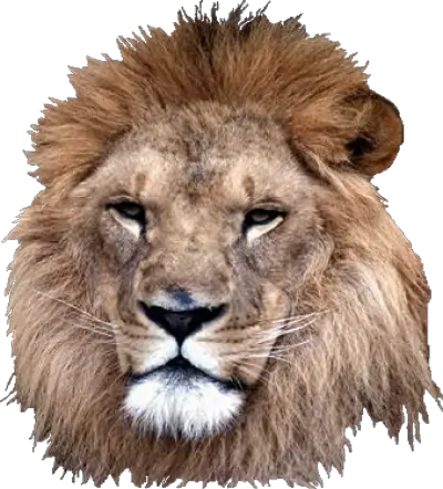 4570book 1080 Uhd My Lion Clipart Transparent Pack 5294 Real Lion Head Png Lion Transparent