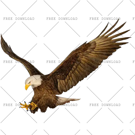 Eagle Hawk Kite Bird Png Image With Transparent Background