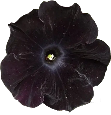 Submission Black Flower 5 Png Transparent Petunia Dark Flowers Transparent Flowers Transparent