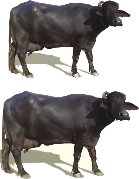 Kamala Enterprises Murrah Buffaloes Market Murrah Buffalo Png Buffalo Png