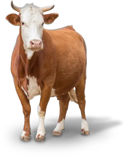 Download Hd Cow Png Images Cow Transparent Png Image Transparent Farm Animals Png Cow Transparent