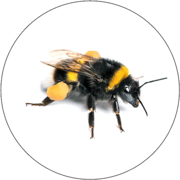 Learn French Alphabets Bumble Bees Png Bumblebee Icon