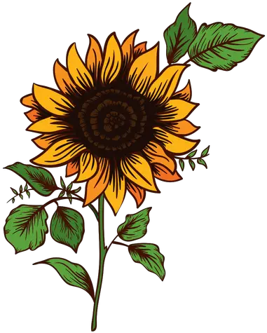 Sunflower Doodle Transparent U0026 Png Clipart Free Download Ywd Sunflower Drawing Png Sunflower Transparent Background