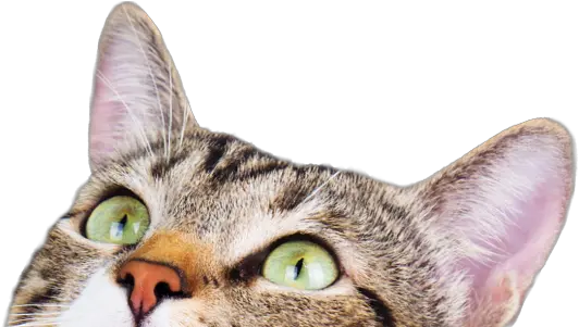 Cat Adoption Search By Color Age Breed Location And More Cat Look Up Png Transparent Cat