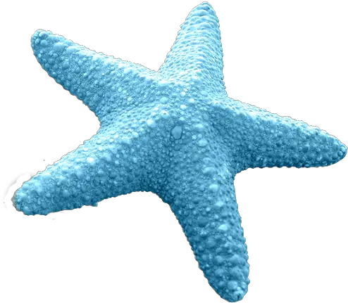 Starfish Sea Clip Art Starfish Transparent Png Image Blue Starfish Transparent Background Sea Png
