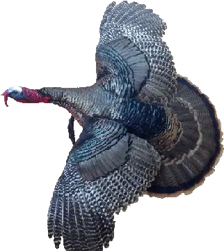 Uplandprices Wild Turkey Png Turkey Transparent