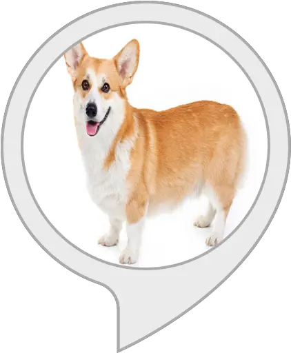 Corgi Converter Dorgi Png Corgi Png