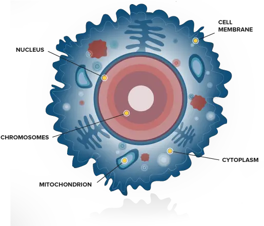 Body Cell Png Transparent Cellpng Images Pluspng Cancer Cell Internal Structure Human Body Png