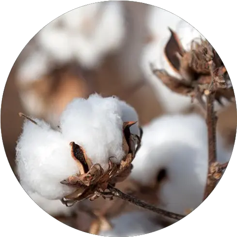 Organic Cotton Lifecycle U2014 Direct To Source Png