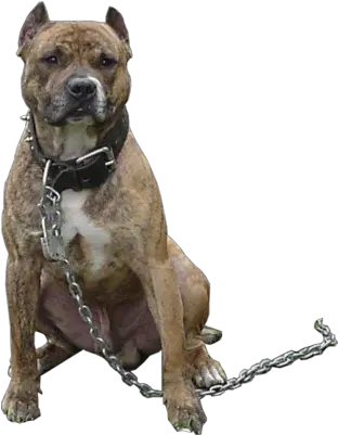 Pit Bull Dog Png Free Pitbull Dog Png Bull Dog Png