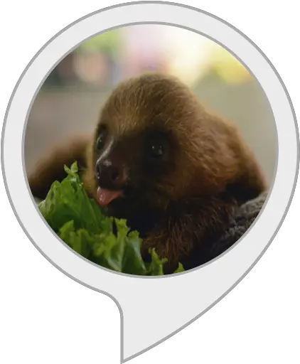 Alexa Skills Solid Angle Png Sloth Transparent