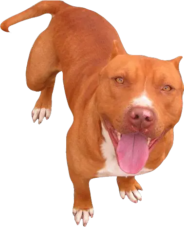 Red Nose Pitbull Transparent Red Nose Pitbull Png Pitbull Png
