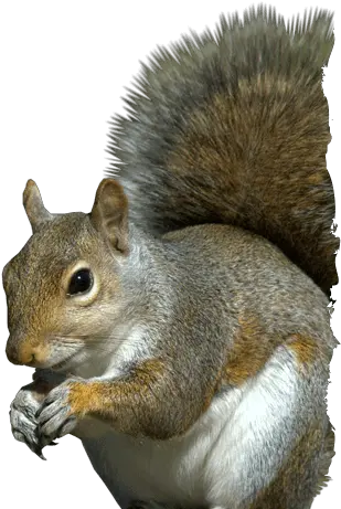 Banner Black And White Head Png For Eastern Gray Squirrel Png Squirrel Transparent