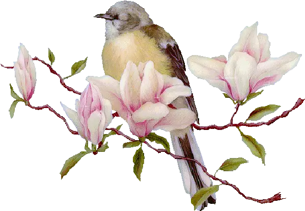 Bird In Spring Pictures Photos And Images For Facebook Animated Transparent Nature Gif Png Twitter Bird Transparent