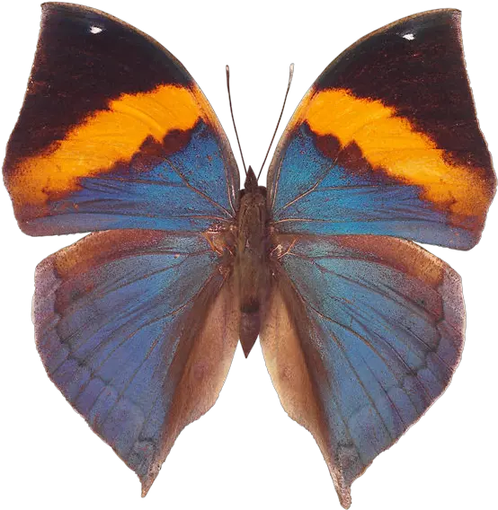 Butterfly Png Image Free Picture Download Butterfly Blue Butterflies Png