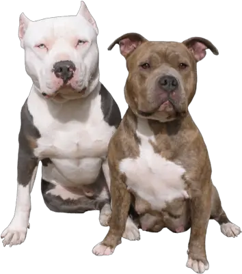 Pitbull Dog Transparent Png Clipart Pitbull Dog No Background Pitbull Png