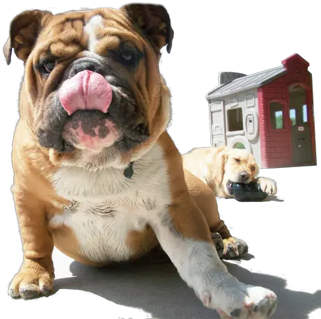 Best Hospital Olde English Bulldogge Png Pet Png