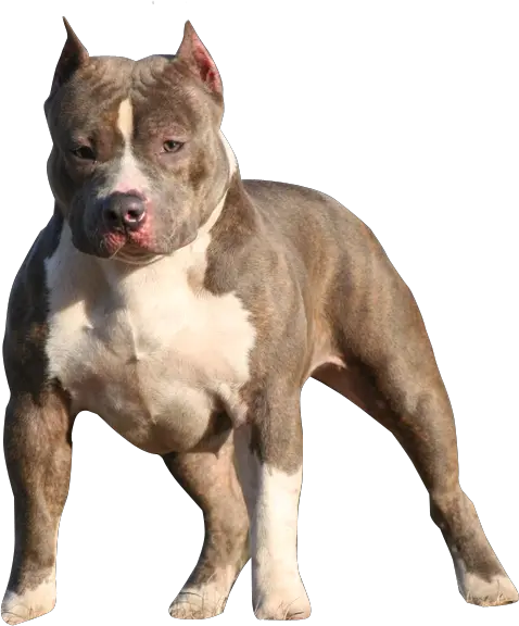 Free American Bully Psd Vector Graphic Vectorhqcom American Bully No Background Png Bull Dog Png