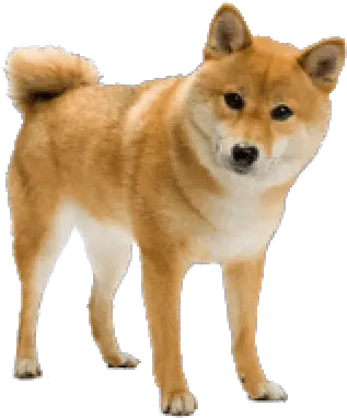 Download Free Png Collection Of Dog Transparent Shiba Kind Of Dog Is Doggo Shiba Inu Transparent